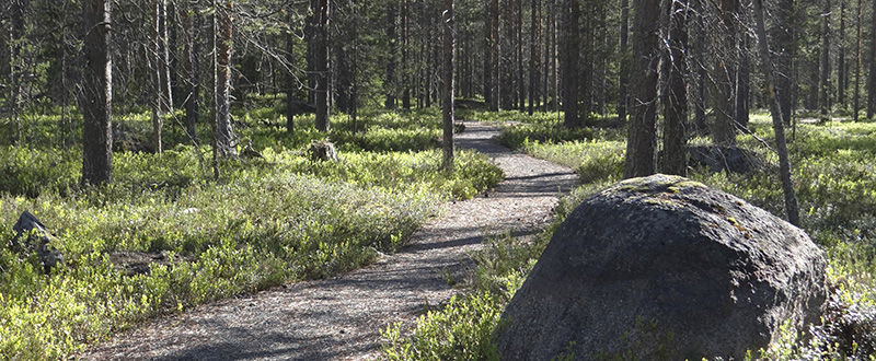 Joulupukin metsän polku_3_AT_2014_Joulupukin metsä.jpg